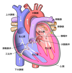 生理学 循環器 心臓血管器 系の基礎 構造と構成