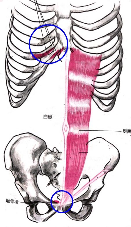 【機能解剖学・腹筋群】コアの定義と腹直筋・腸腰筋の機能対比